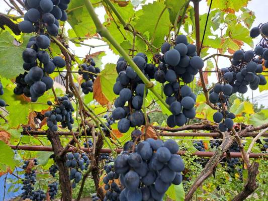 ფოტო 11: ქირავდება ბინა მცხეთაში დღიურად