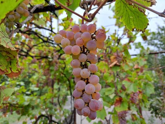 ფოტო 12: ქირავდება ბინა მცხეთაში დღიურად