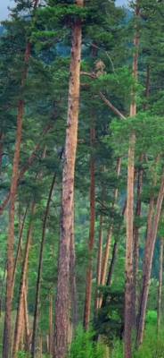 ფოტო 3: ქირავდება ახალი გარემონტებული აპარტამენტი  სტუდიო